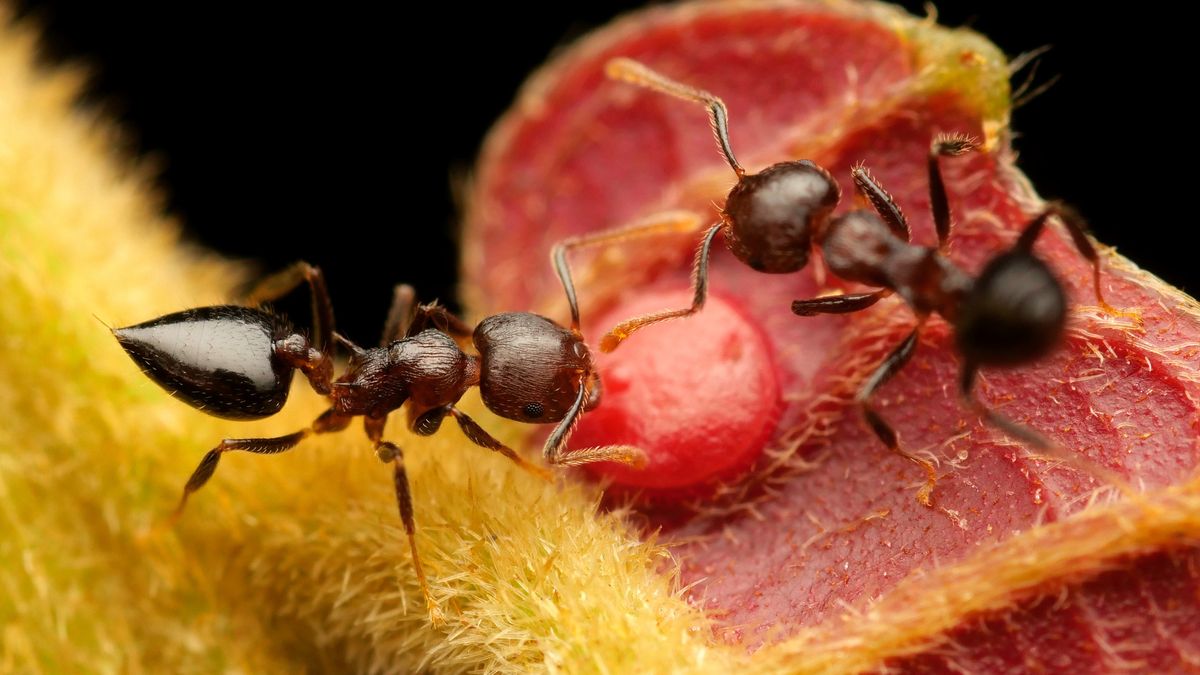 Entomologové objevili více než stovku druhů mravenců a zjistili, co jim chutná